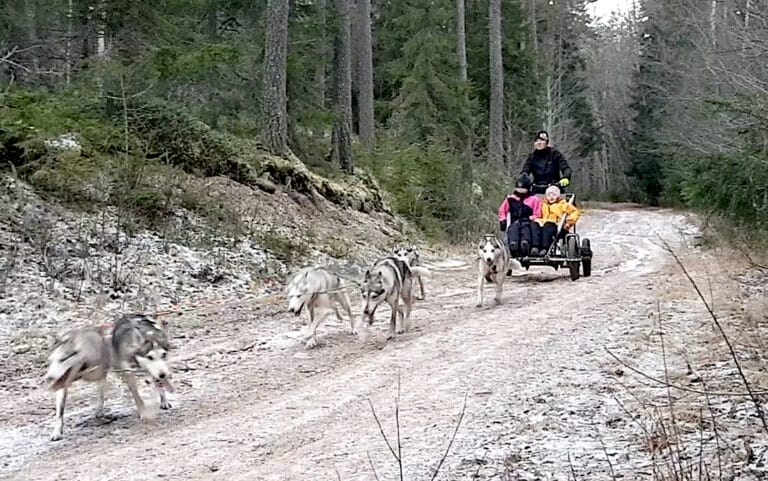 Draghundsturer Bjursås