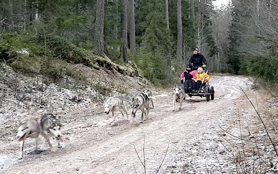 Draghundsturer Bjursås